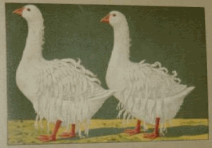 img5.gif